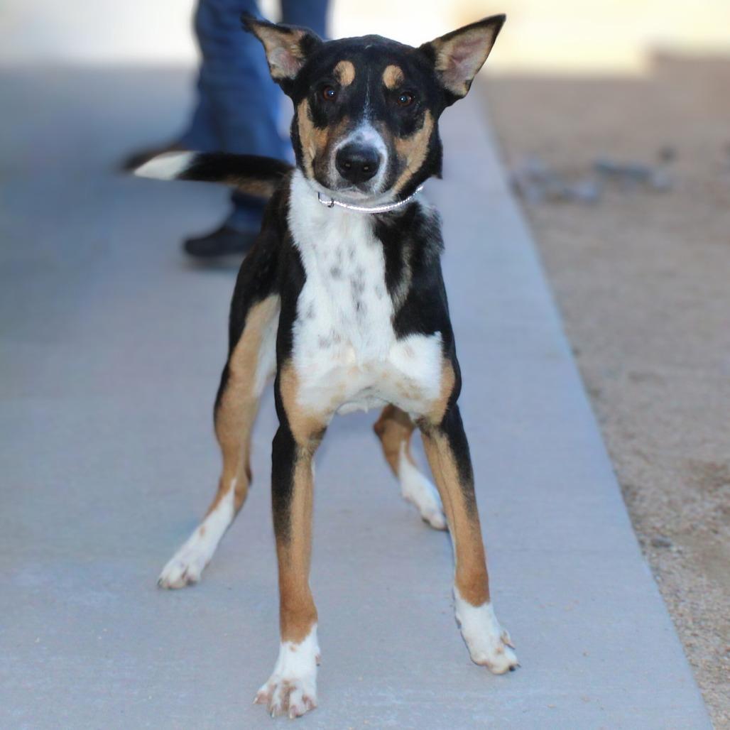Enlarge Dober, a Adoptable Mixed Breed in Las Cruces, NM image 3/6
