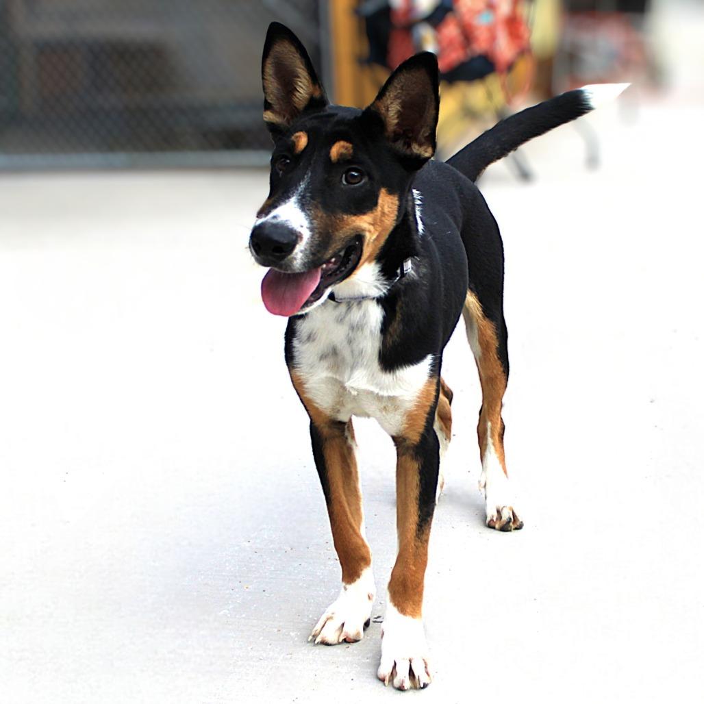 Enlarge Dober, a Adoptable Mixed Breed in Las Cruces, NM image 4/6