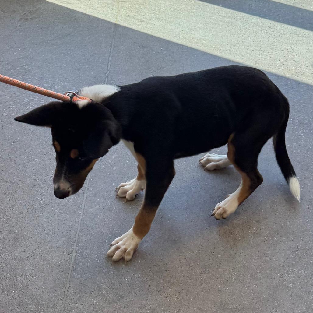 Dober, a Adoptable Mixed Breed in Las Cruces, NM image 3/6