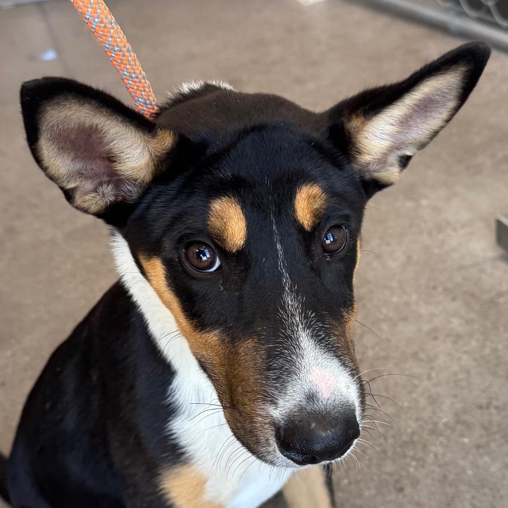 Dober, a Adoptable Mixed Breed in Las Cruces, NM image 4/6