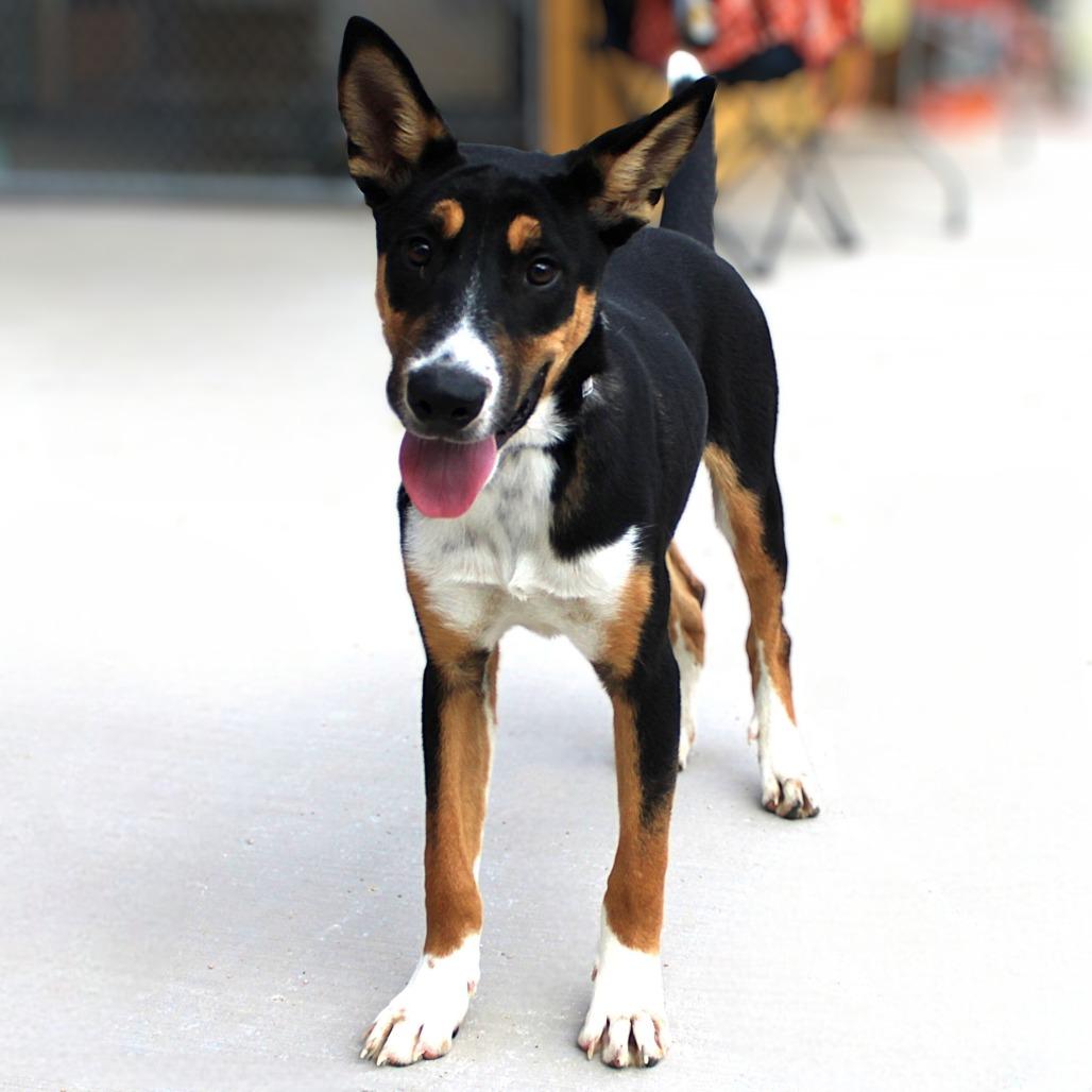 Dober, a Adoptable Mixed Breed in Las Cruces, NM image 5/6