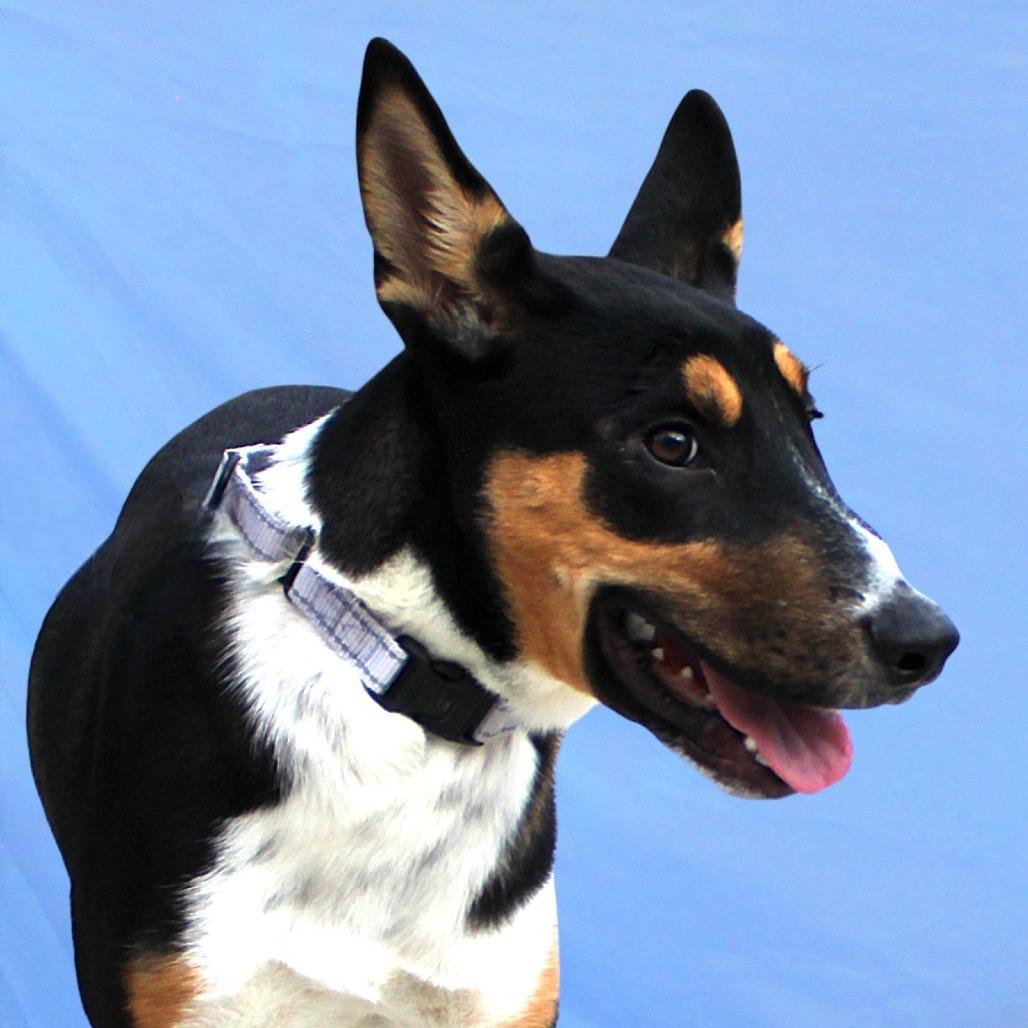 Dober, a Adoptable Mixed Breed in Las Cruces, NM image 6/6