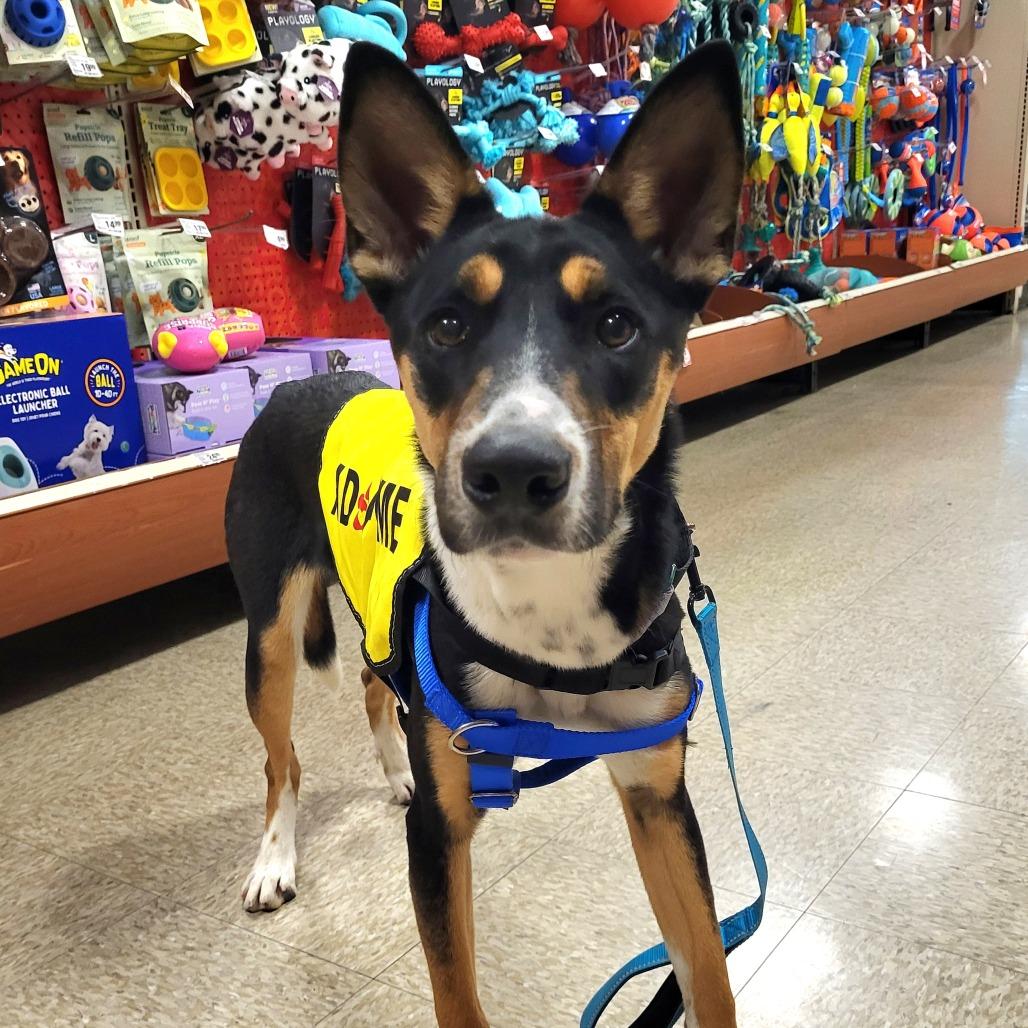 Dober, a Adoptable Mixed Breed in Las Cruces, NM image 6/6