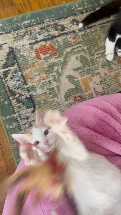 Enlarge Poe, an adopted Domestic Short Hair in Cincinnati, OH video 6/6