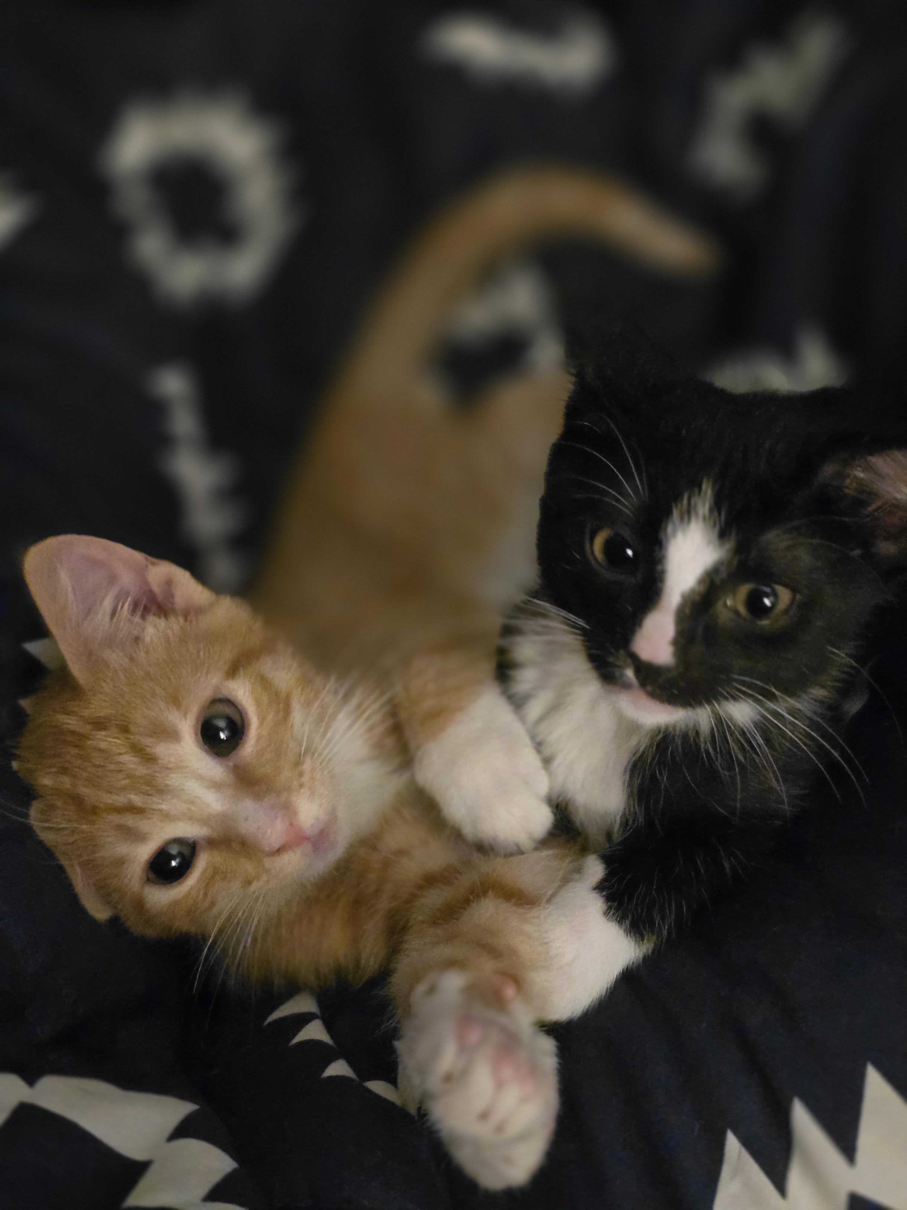 Tails, Adoptable, Kitten Male Domestic Short Hair.