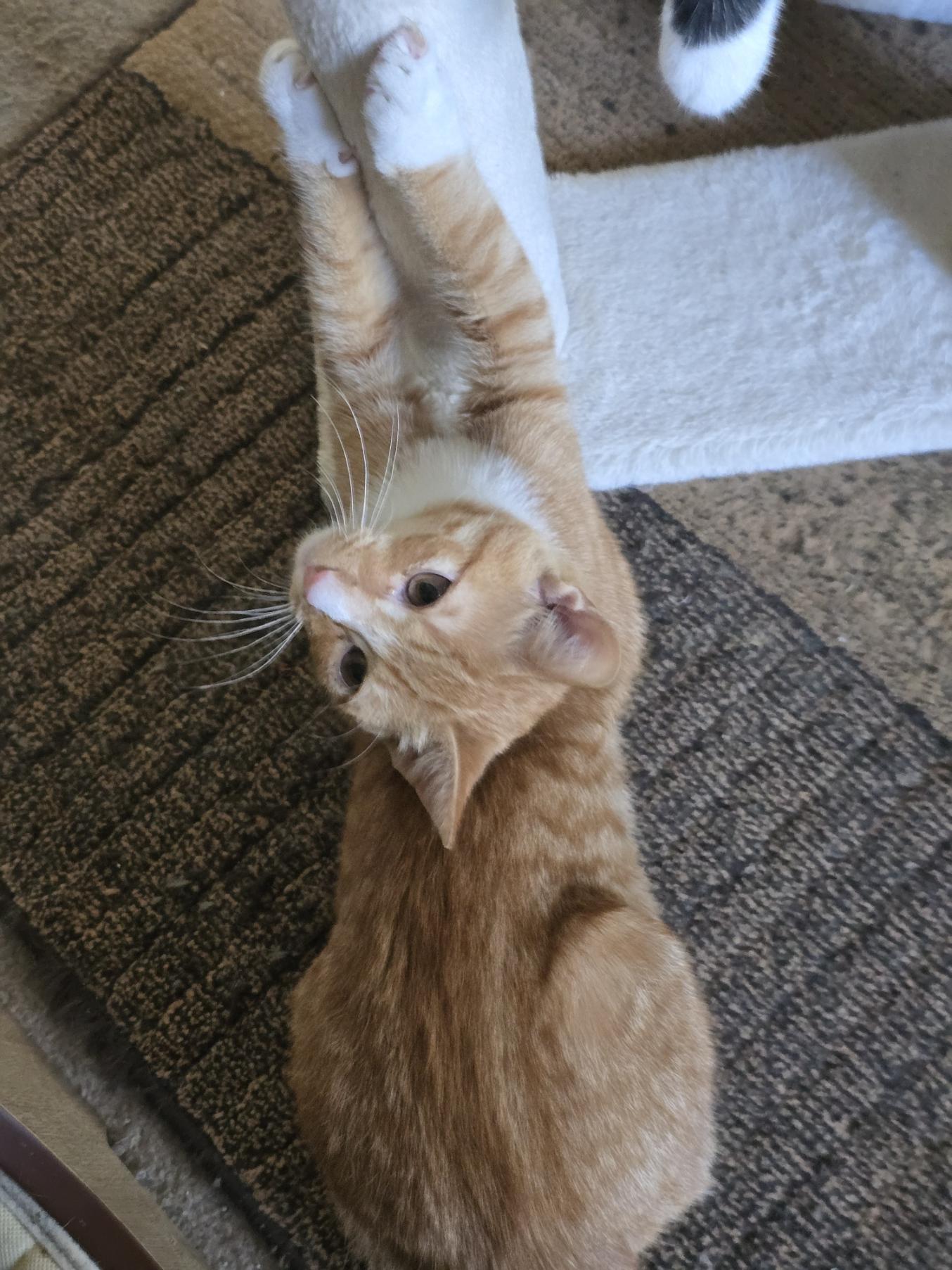 Tails, Adoptable, Kitten Male Domestic Short Hair.