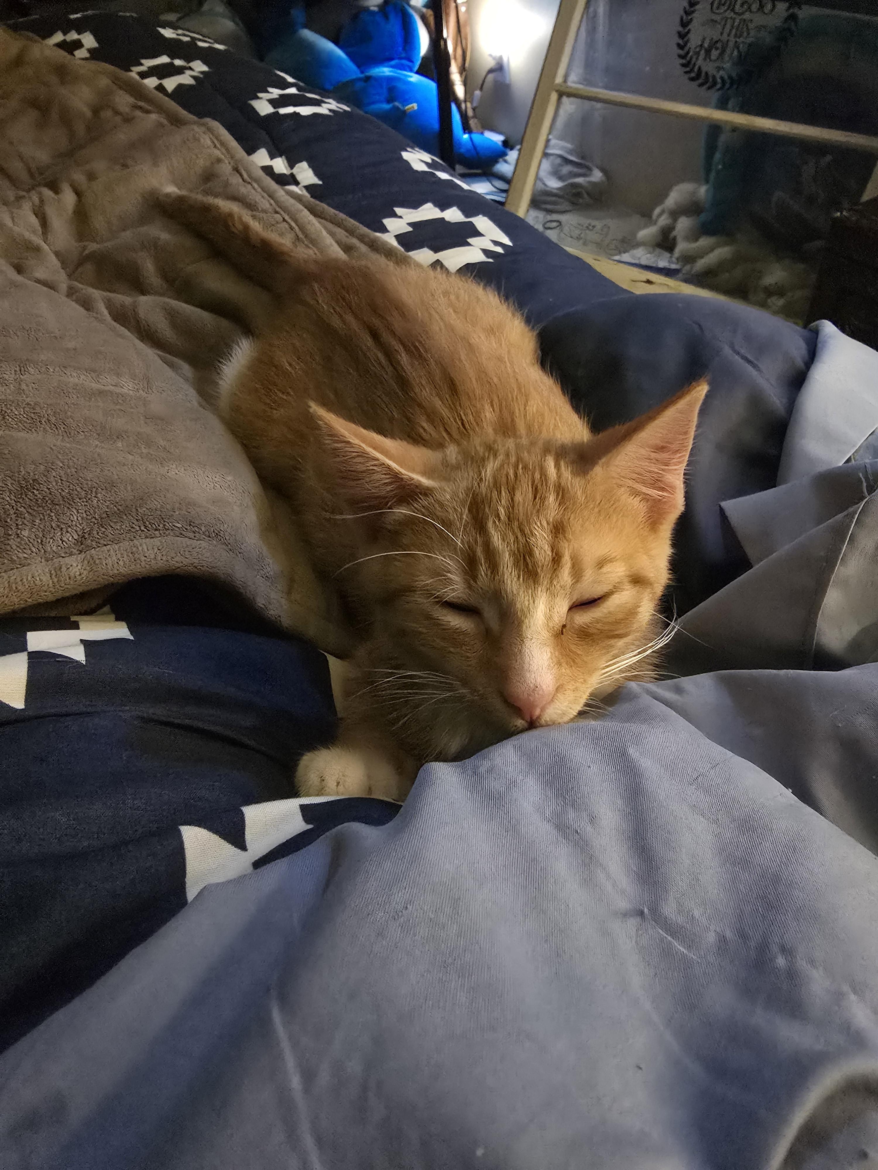 Tails, a Adoptable mixed breed in Ripley, TN image 4/4