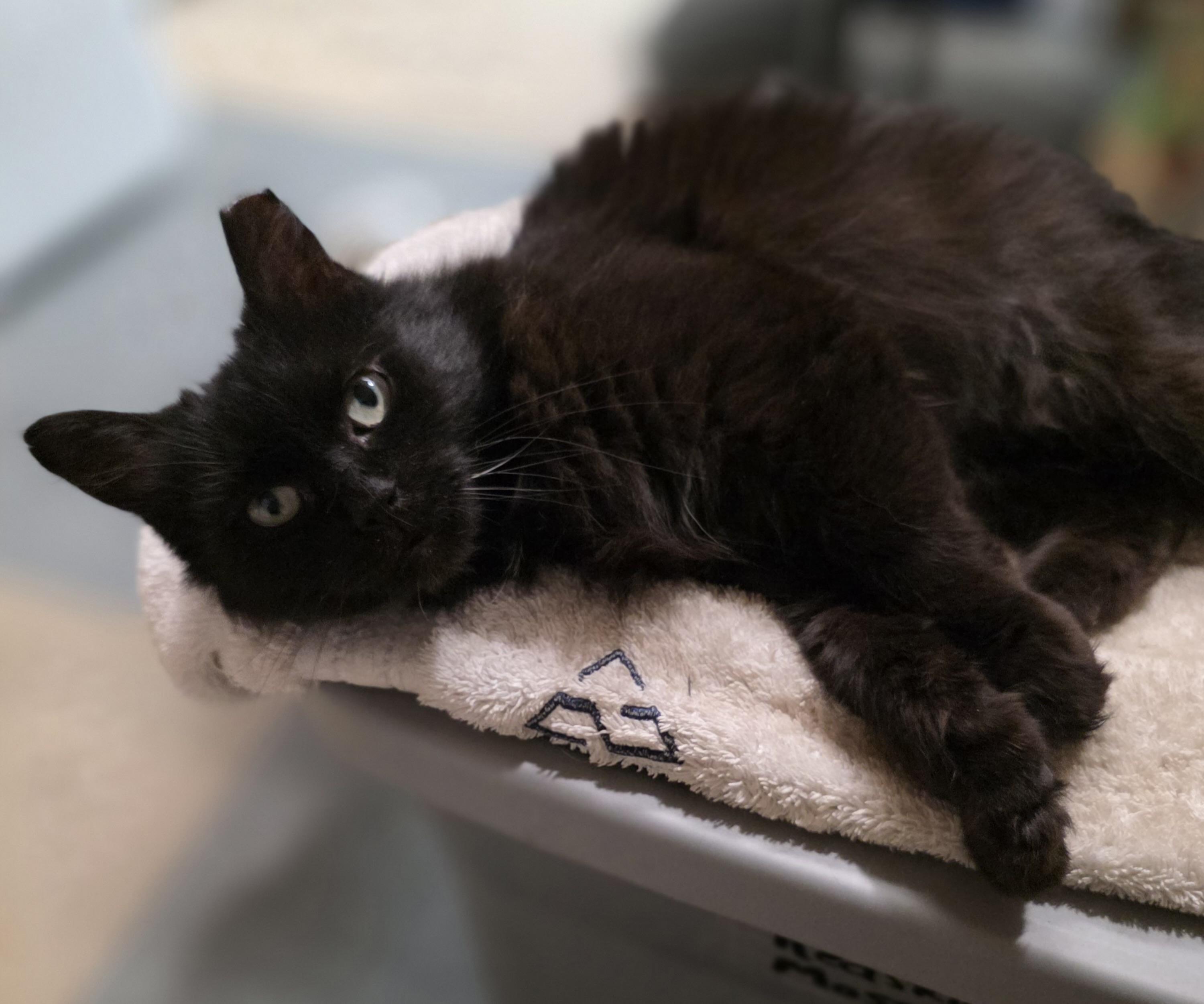 Missy, ADOPTABLE, Adult Female Domestic Medium Hair.