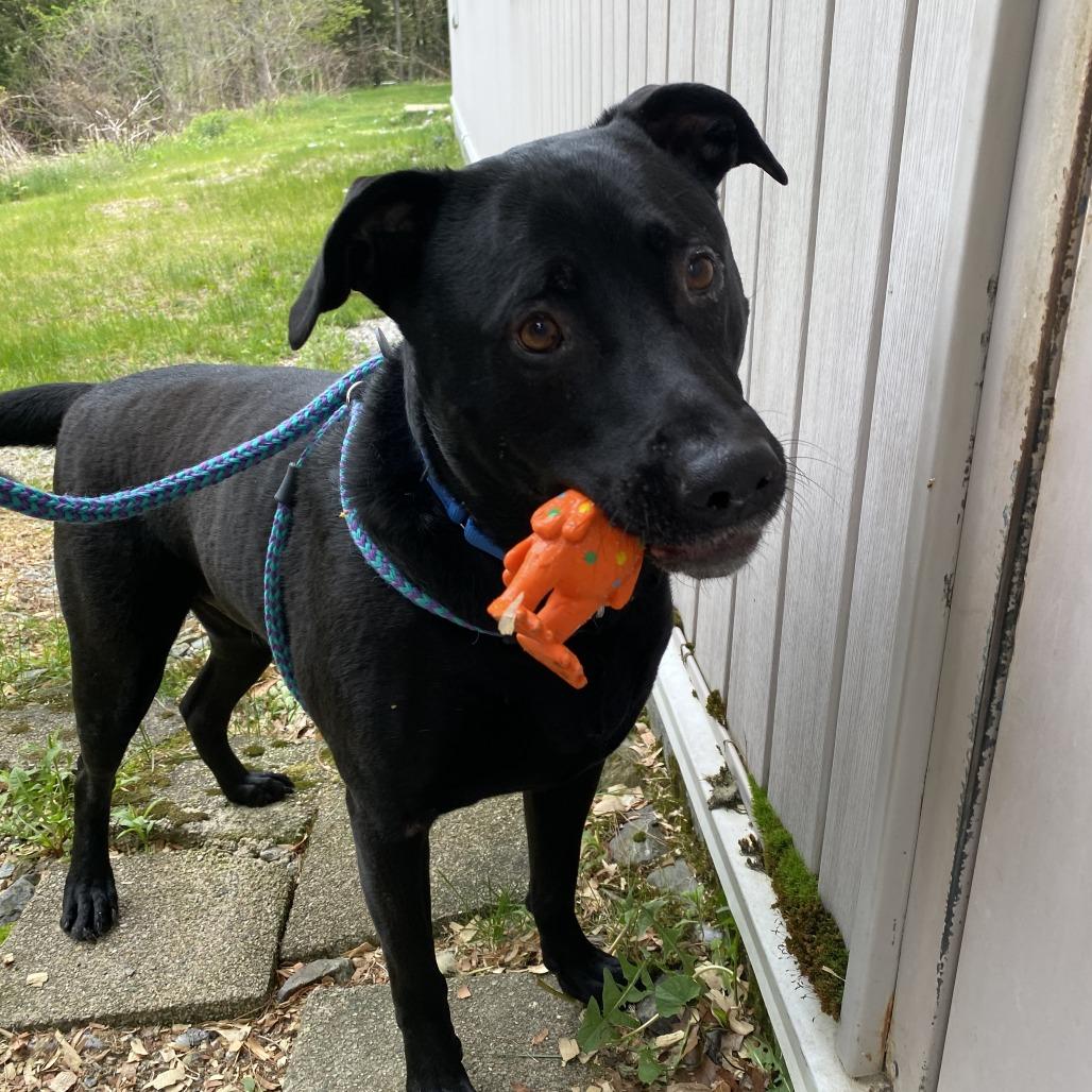 Enlarge Atlas, a Adoptable Mixed Breed in Bedford, NH image 2/4