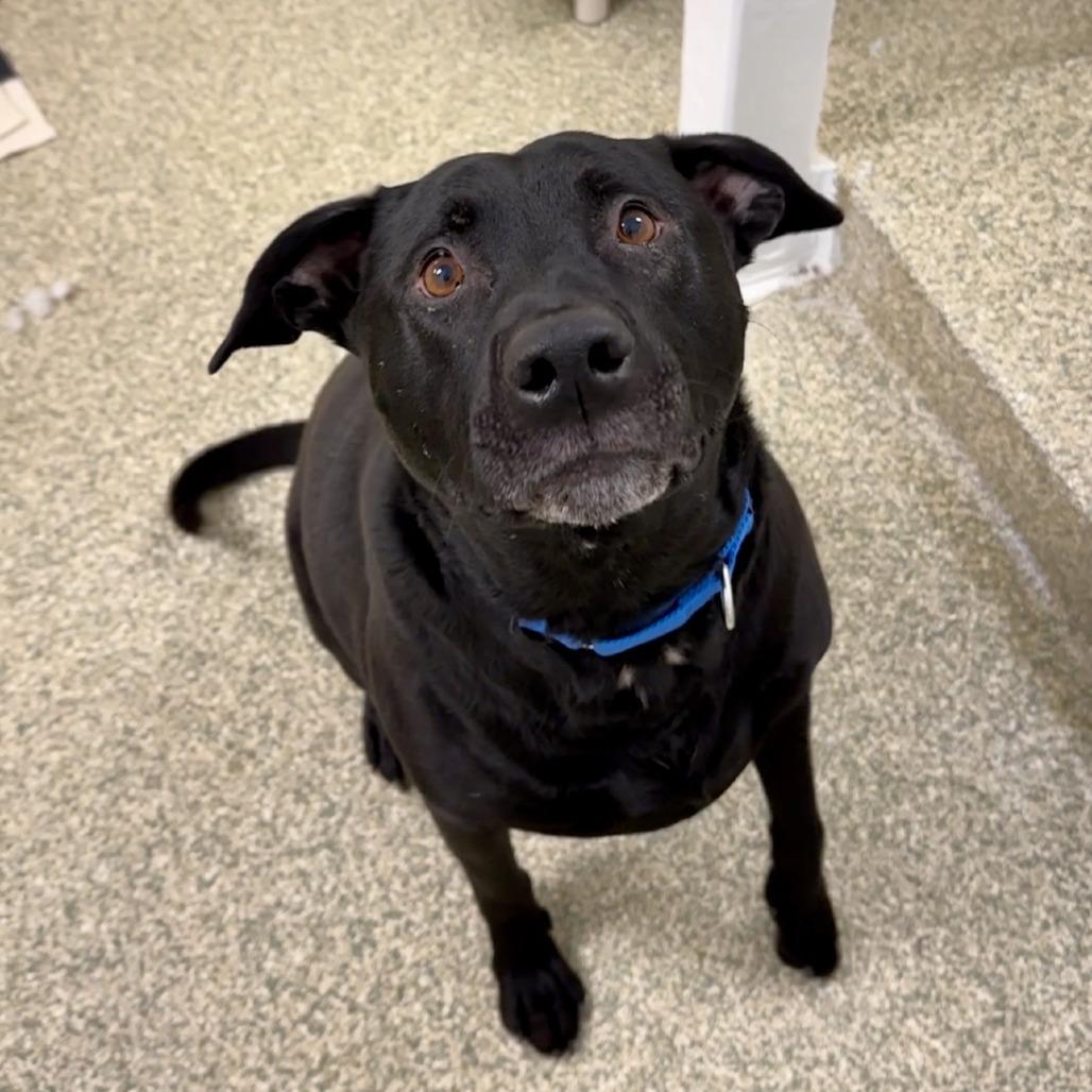 Enlarge Atlas, a Adoptable Mixed Breed in Bedford, NH image 2/2