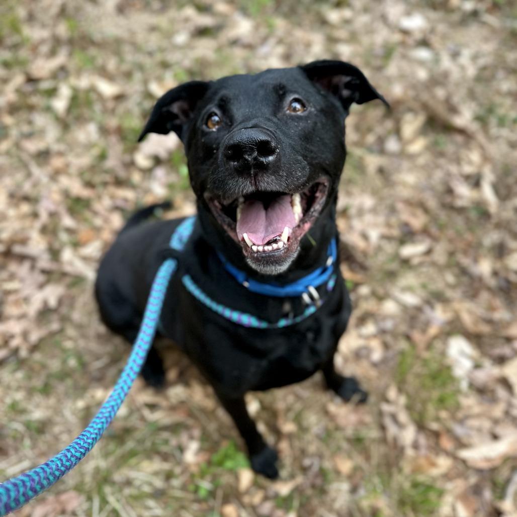 Enlarge Atlas, a Adoptable Mixed Breed in Bedford, NH image 3/4