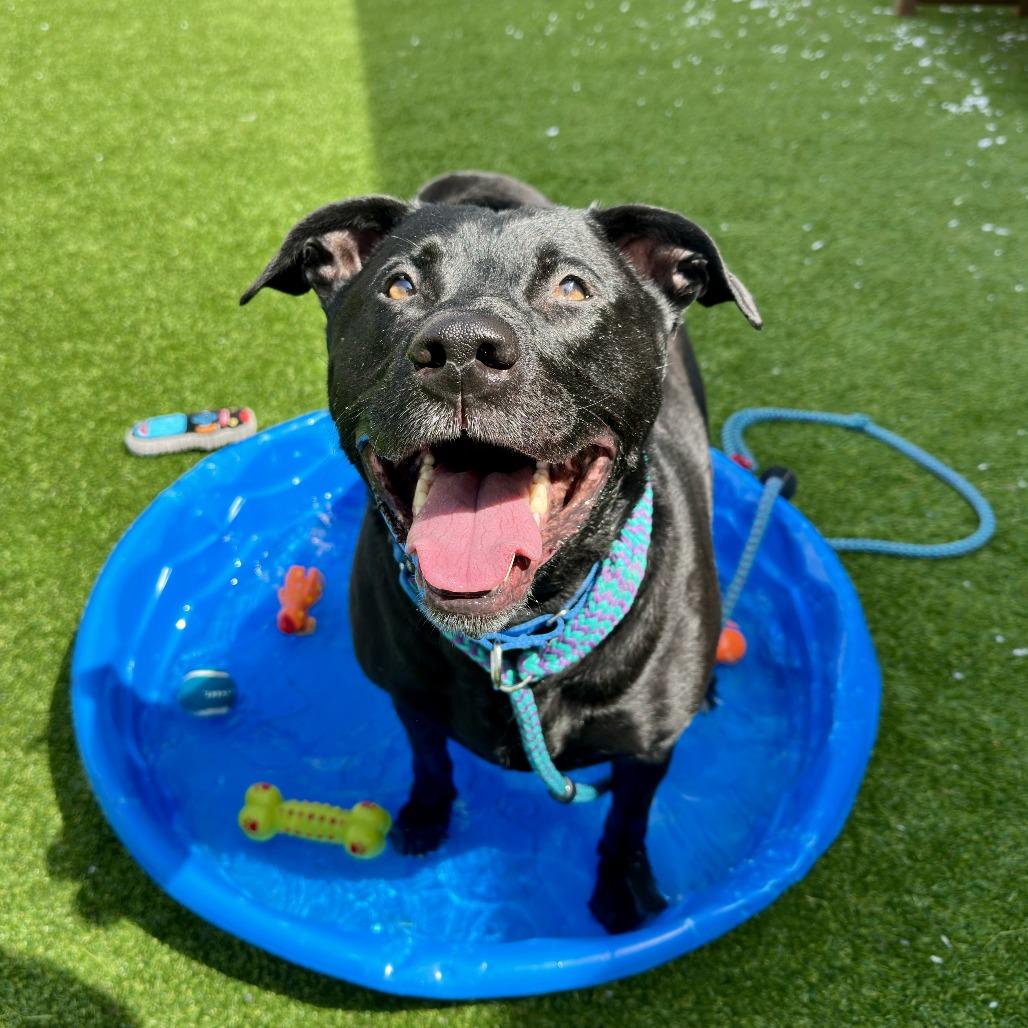 Enlarge Atlas, a Adoptable Mixed Breed in Bedford, NH image 4/4