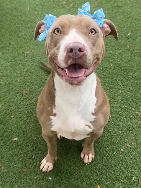 ISIS, Adoptable, Adult Female Pit Bull Terrier.