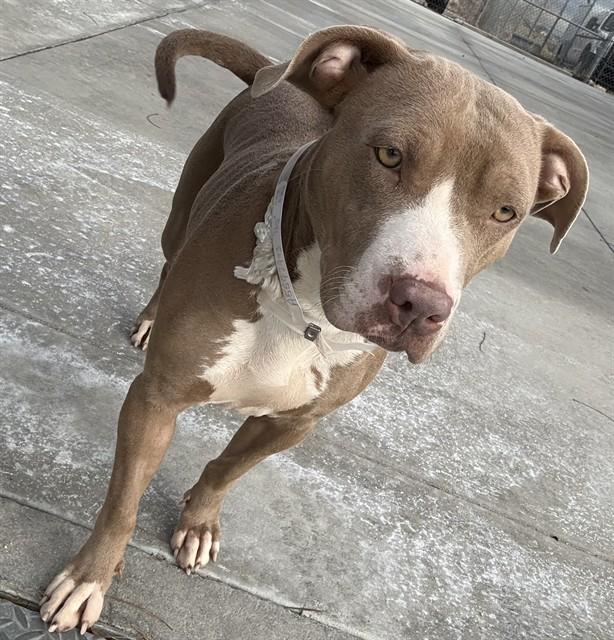 ISIS, Adoptable, Adult Female Pit Bull Terrier.