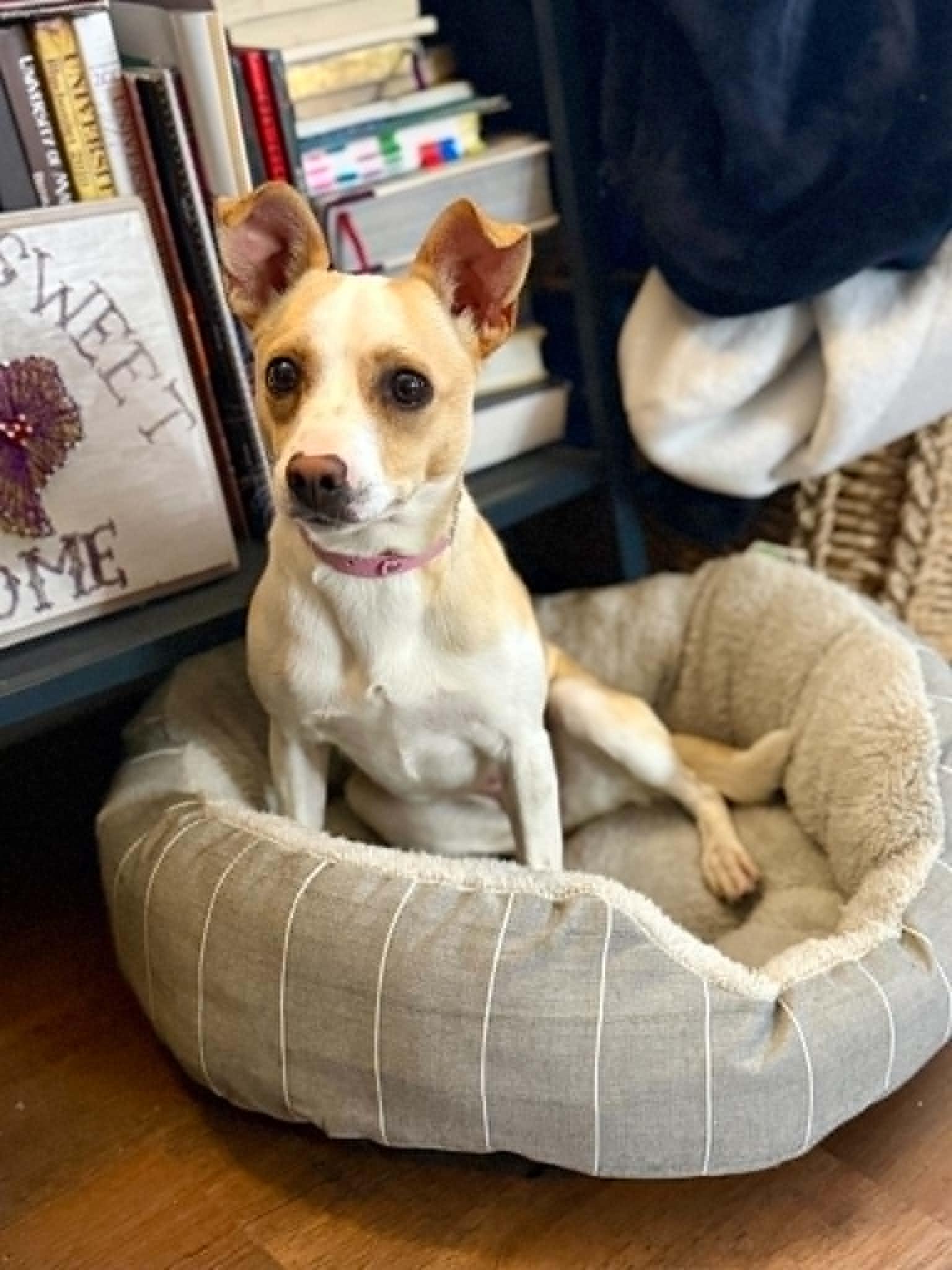 Hallie, a ADOPTABLE mixed breed in Temple, TX image 2/5