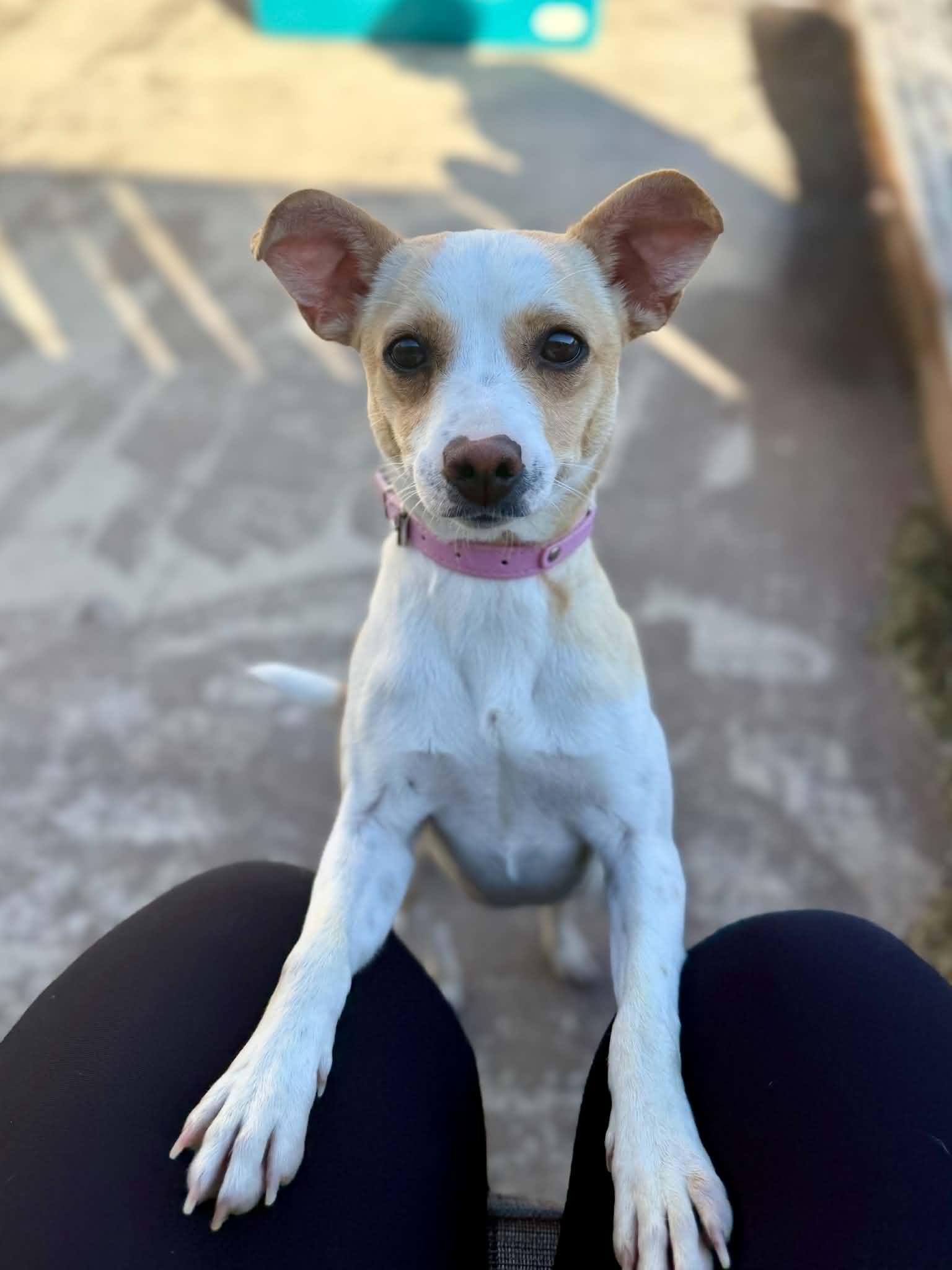 Enlarge Hallie, a ADOPTABLE mixed breed in Temple, TX image 1/5