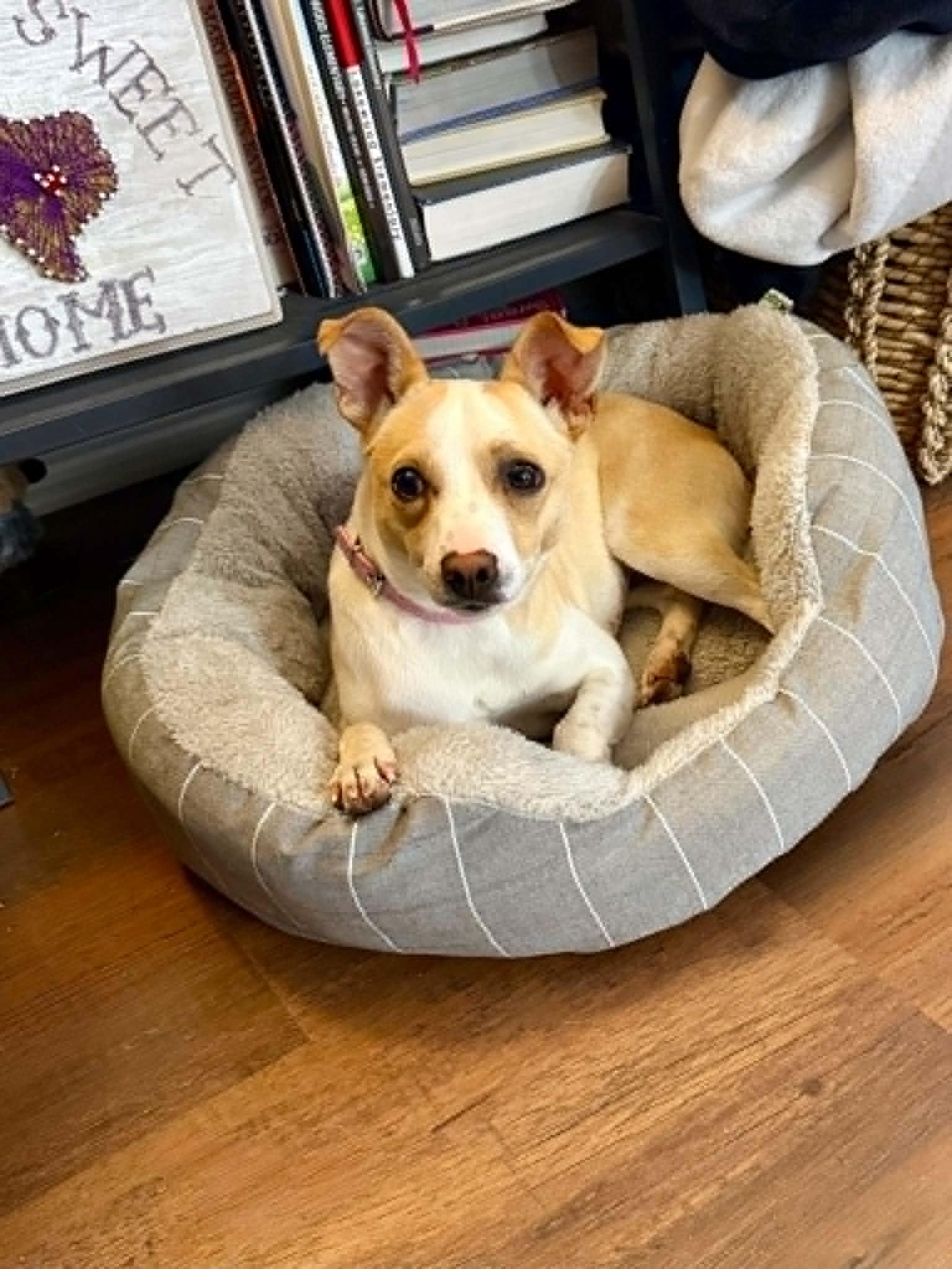 Hallie, a ADOPTABLE mixed breed in Temple, TX image 3/5