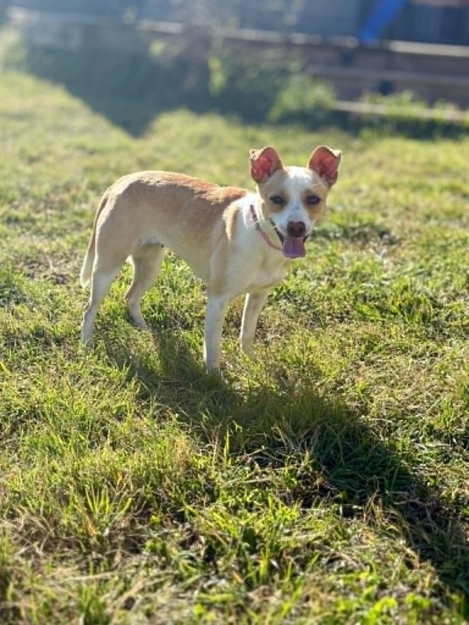 Hallie, a ADOPTABLE mixed breed in Temple, TX image 4/5