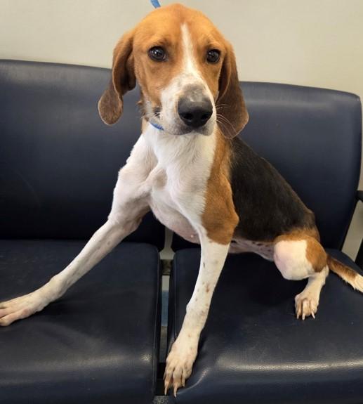 Enlarge Jersey, a Adoptable mixed breed in Suffolk, VA image 1/1