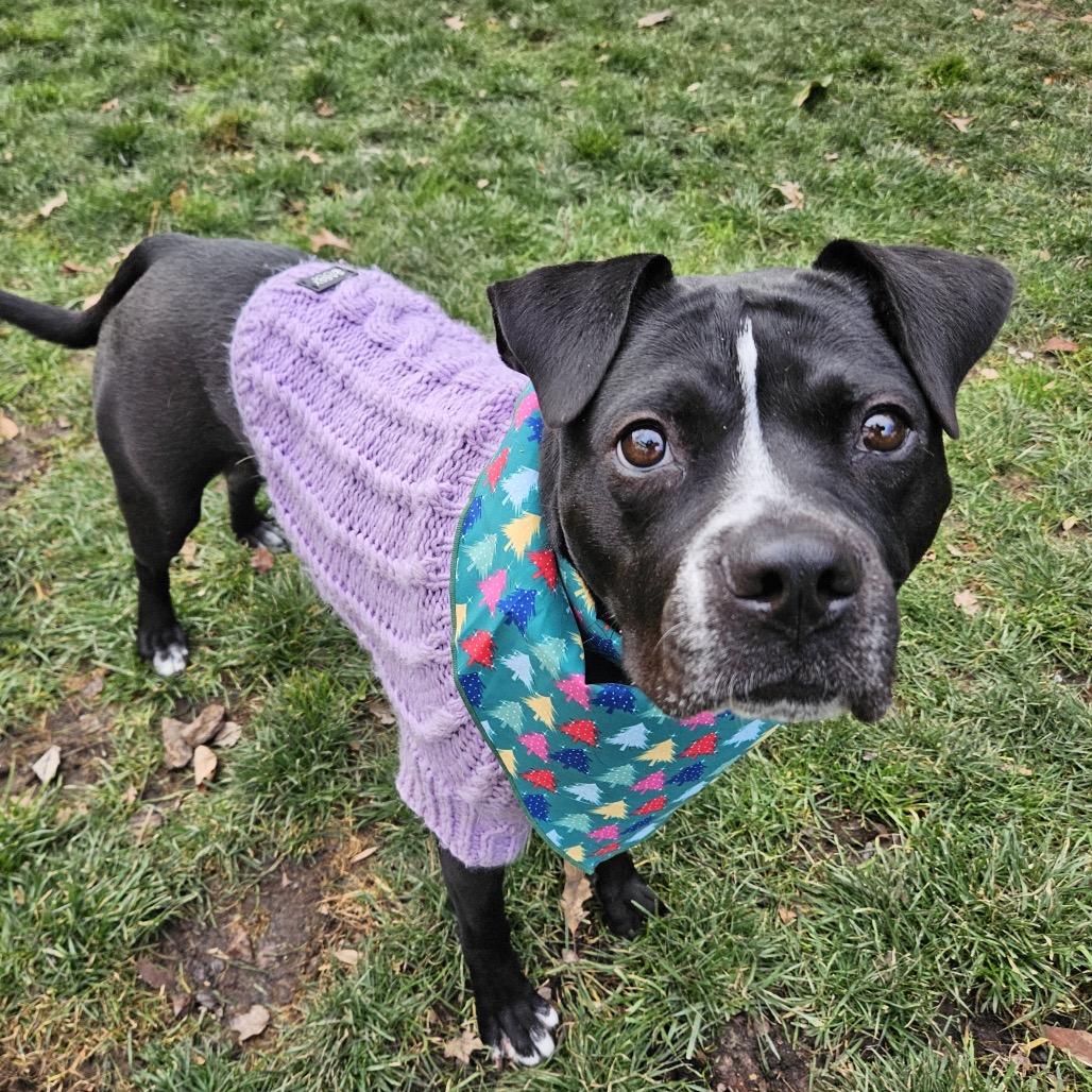 Enlarge Lily G, a Adoptable mixed breed in Fairfax, VA image 1/6