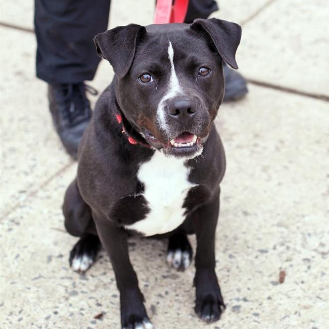 Enlarge Lily G, a Adoptable mixed breed in Fairfax, VA image 1/6