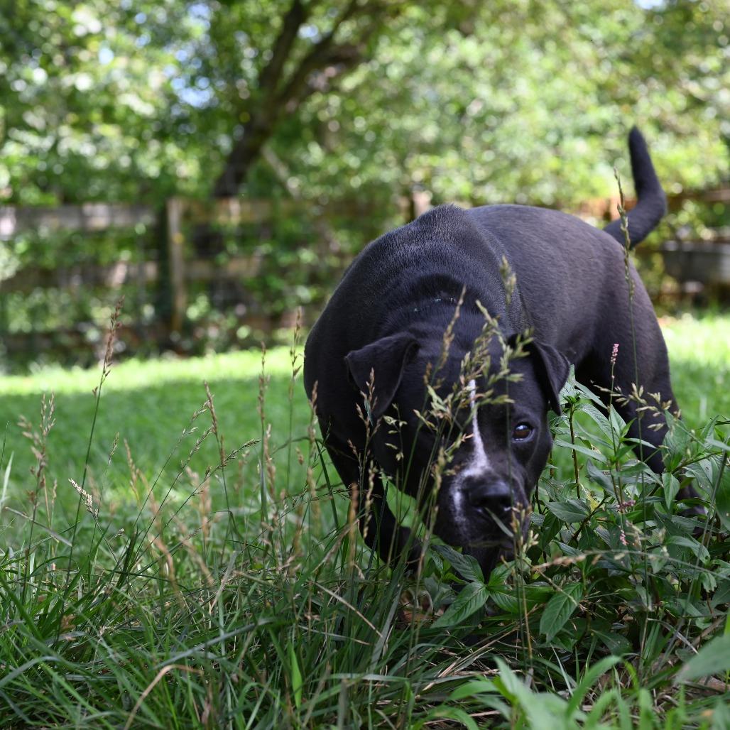 Enlarge Lily G, a Adoptable mixed breed in Fairfax, VA image 2/6