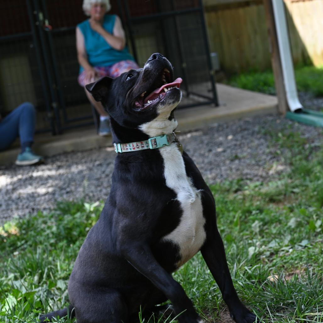 Enlarge Lily G, a Adoptable mixed breed in Fairfax, VA image 4/6