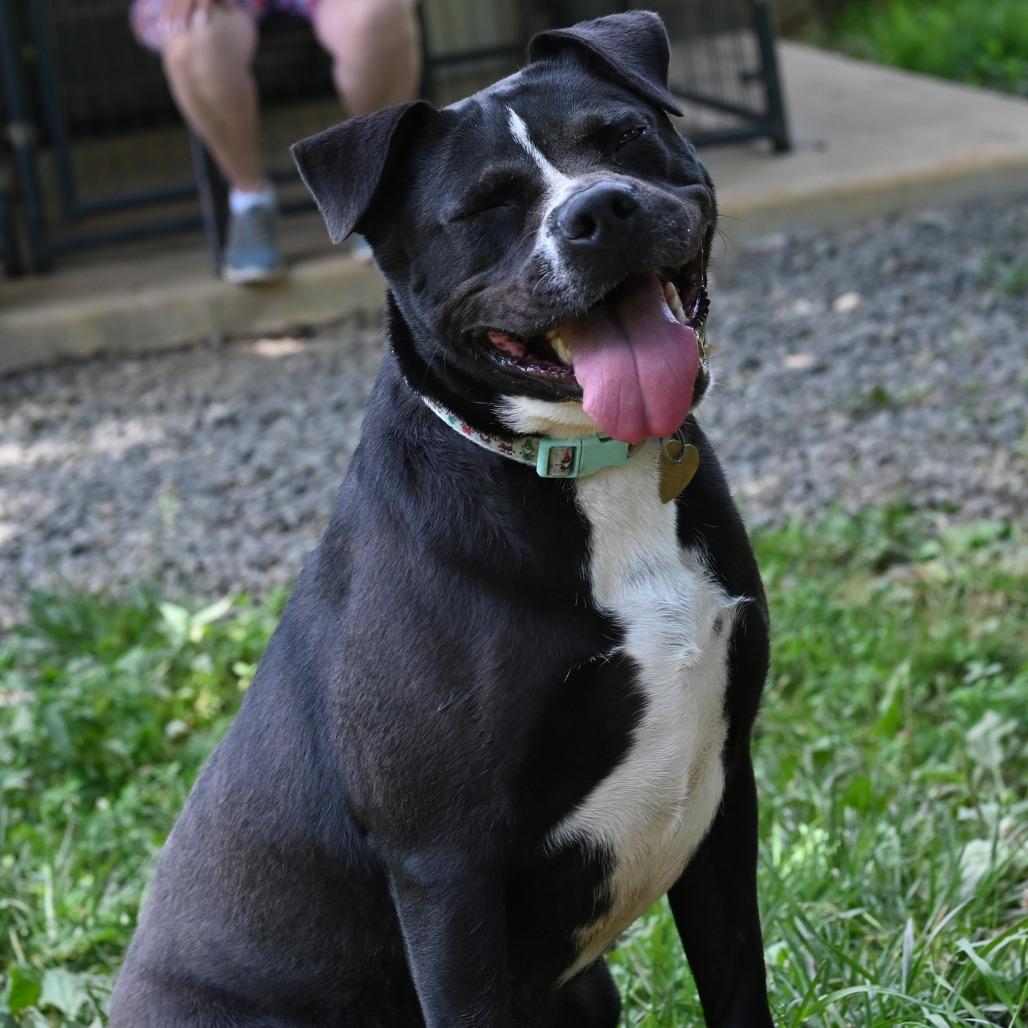 Enlarge Lily G, a Adoptable mixed breed in Fairfax, VA image 5/6