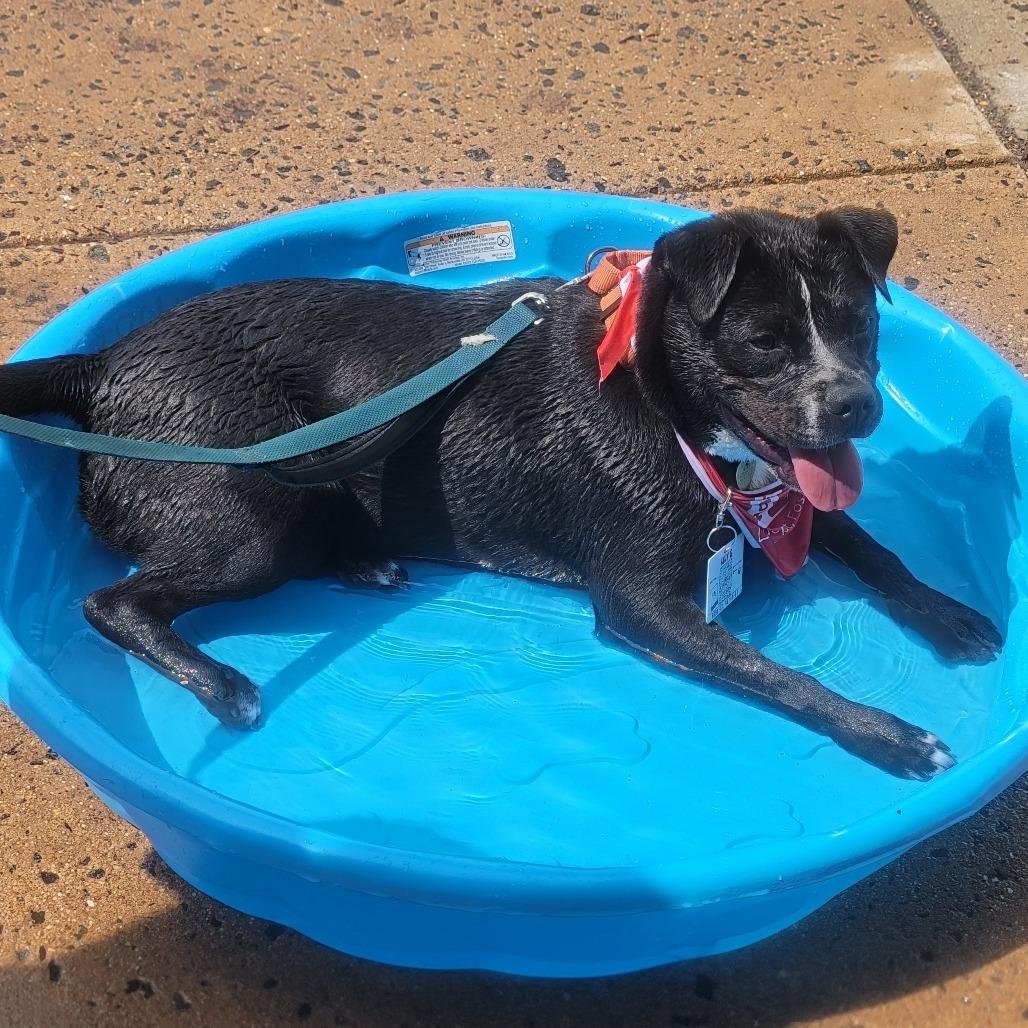 Enlarge Lily G, a Adoptable mixed breed in Fairfax, VA image 4/6