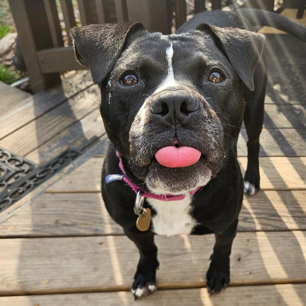 Lily G, a Adoptable mixed breed in Fairfax, VA image 4/5