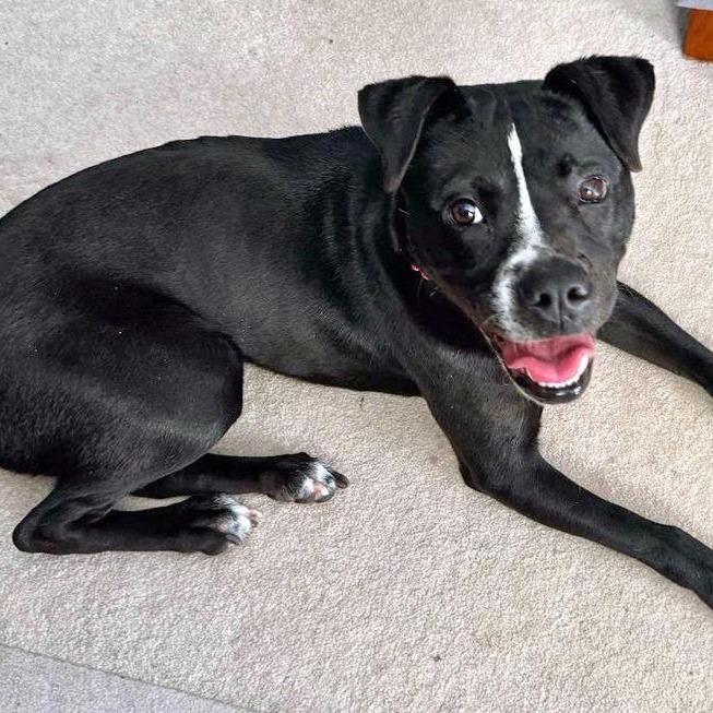 Enlarge Lily G, a Adoptable mixed breed in Fairfax, VA image 6/6