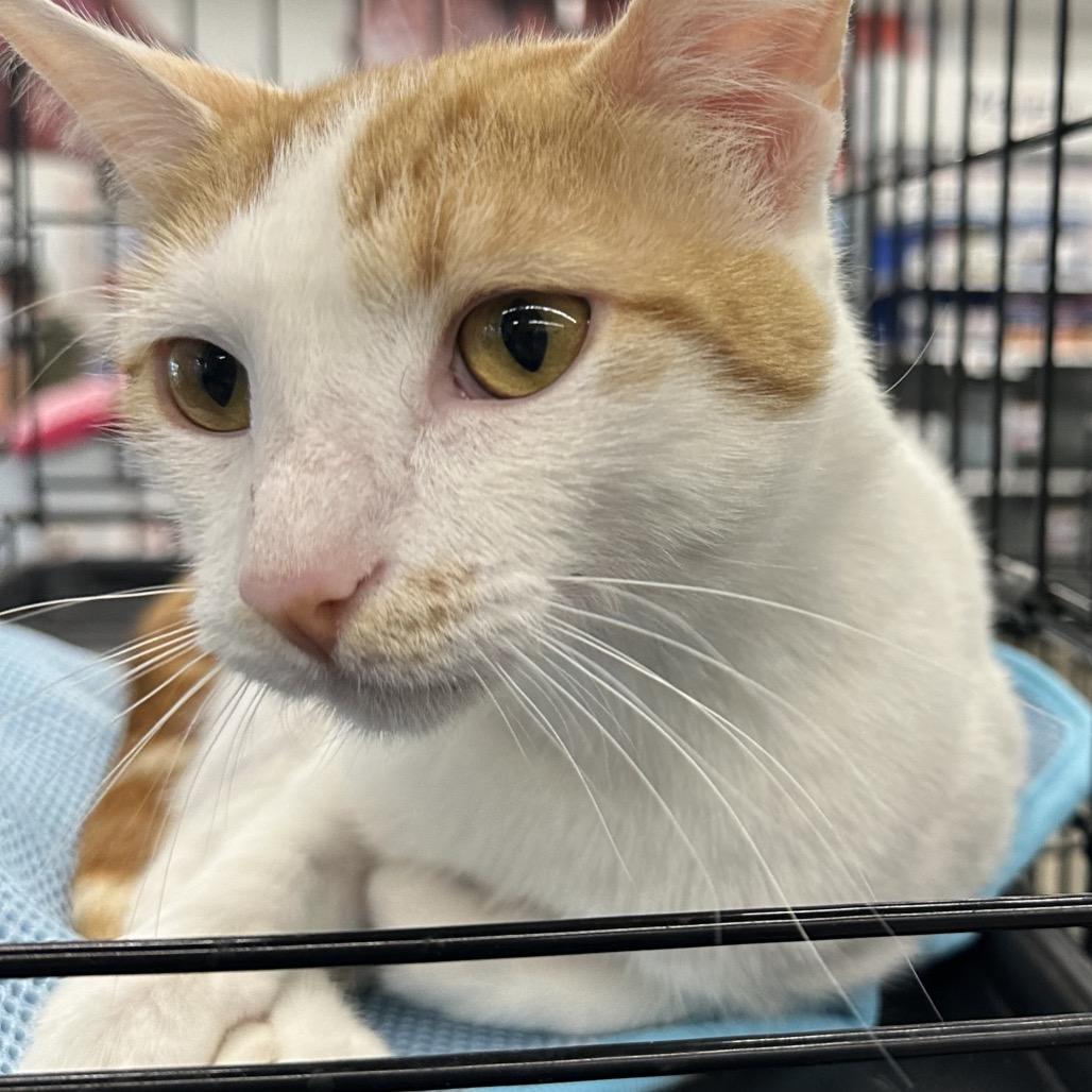 Enlarge Perry, a Adoptable Domestic Short Hair in Greenfield, IN image 1/4