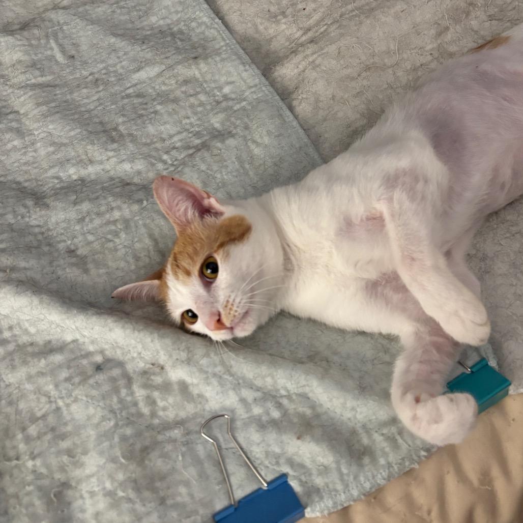 Enlarge Perry, a Adoptable Domestic Short Hair in Greenfield, IN image 2/4