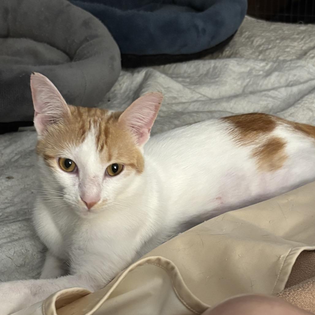 Enlarge Perry, a Adoptable Domestic Short Hair in Greenfield, IN image 3/4