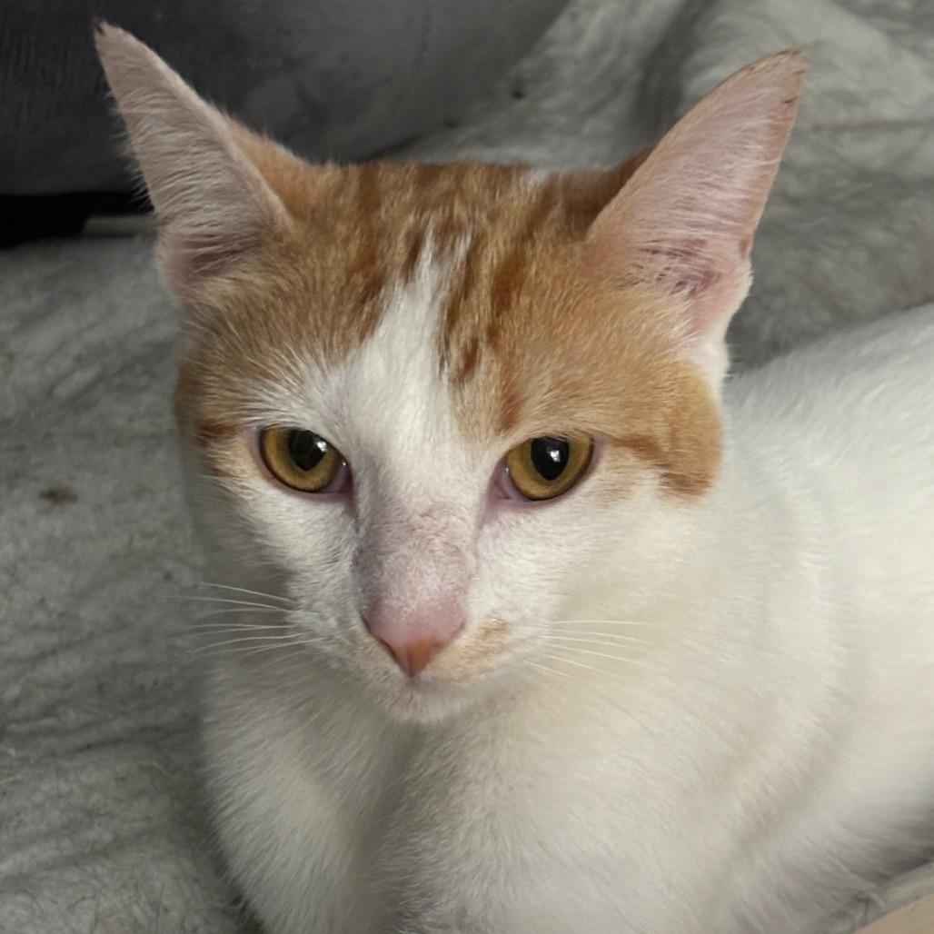 Enlarge Perry, a Adoptable Domestic Short Hair in Greenfield, IN image 4/4