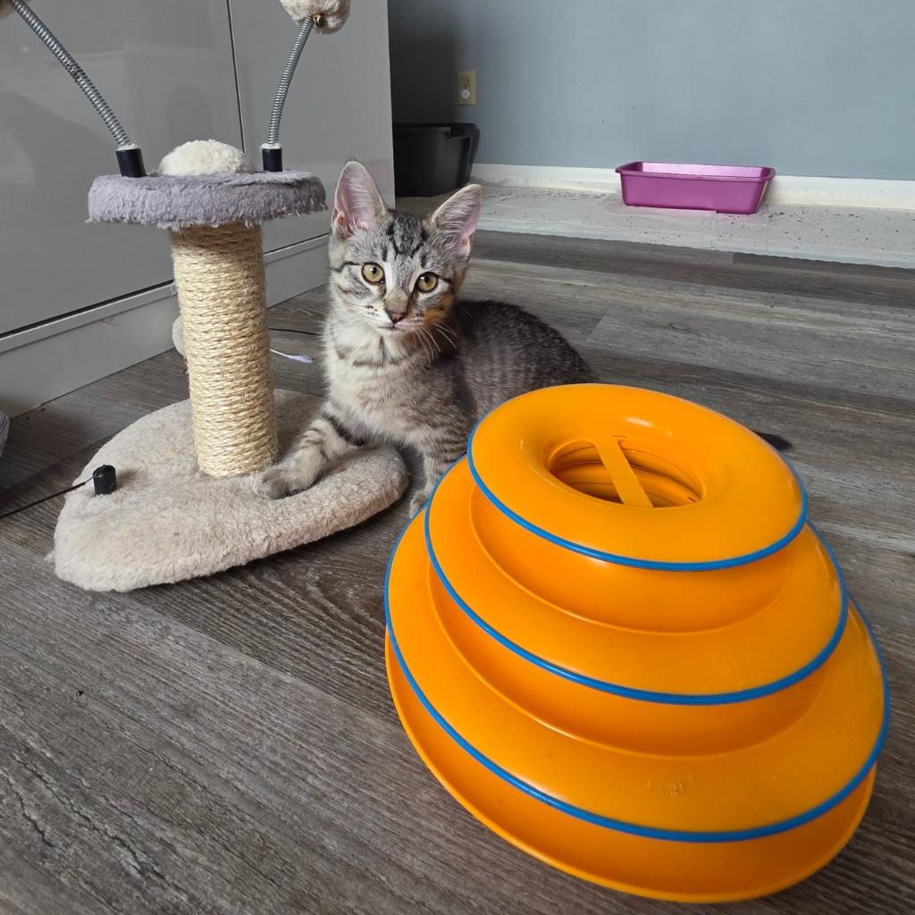 Glinda, Adoptable, Kitten Female Domestic Short Hair.