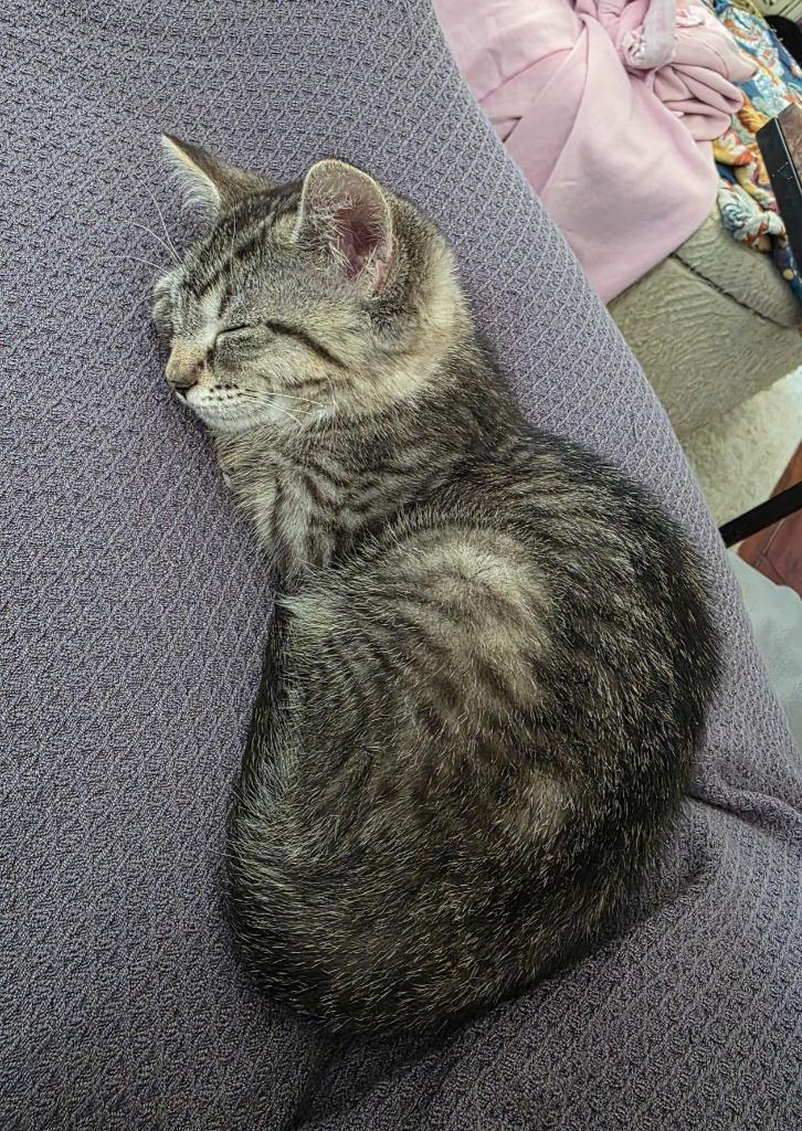 Glinda, a Adoptable mixed breed in Findlay, OH image 2/3