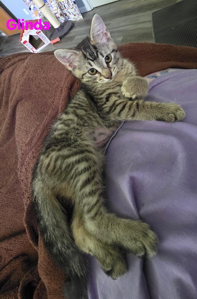 Glinda, a Adoptable mixed breed in Findlay, OH image 3/3