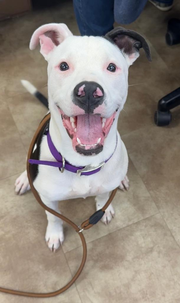 Enlarge Strawberry Shortcake, a Adoptable American Staffordshire Terrier in Springfield, OH image 1/1