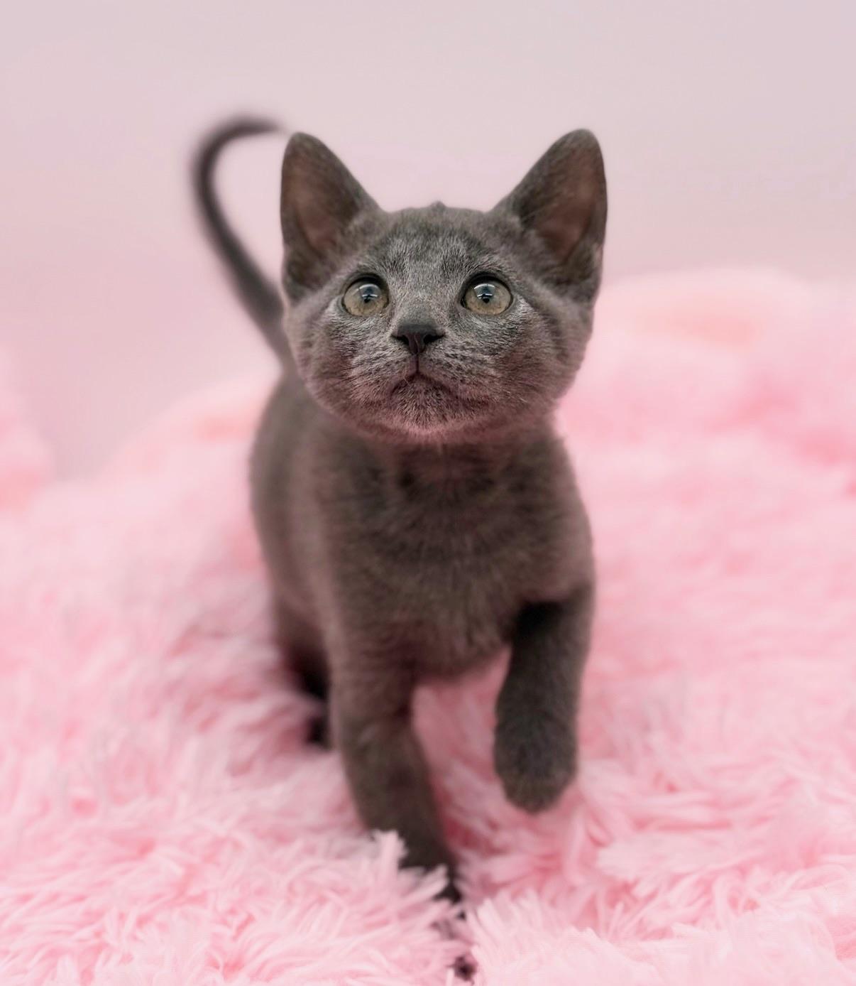 Enlarge Yoshi, a Adoptable Russian Blue in Covington, LA image 5/6
