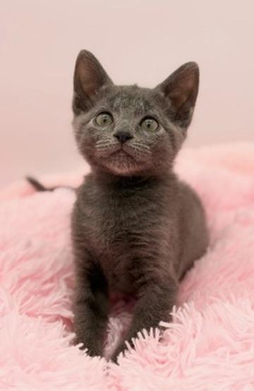 Yoshi, Adoptable, Kitten Male Russian Blue.