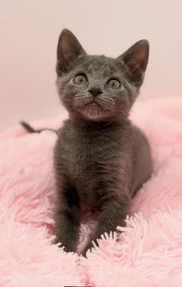 Enlarge Yoshi, a Adoptable Russian Blue in Covington, LA image 3/6