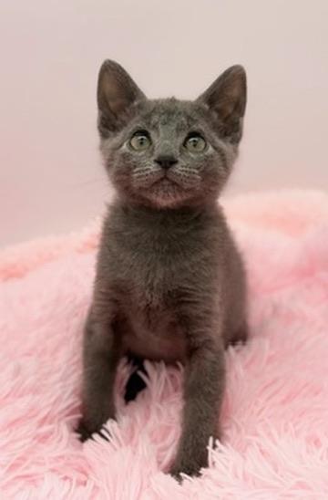 Enlarge Yoshi, a Adoptable Russian Blue in Covington, LA image 4/6