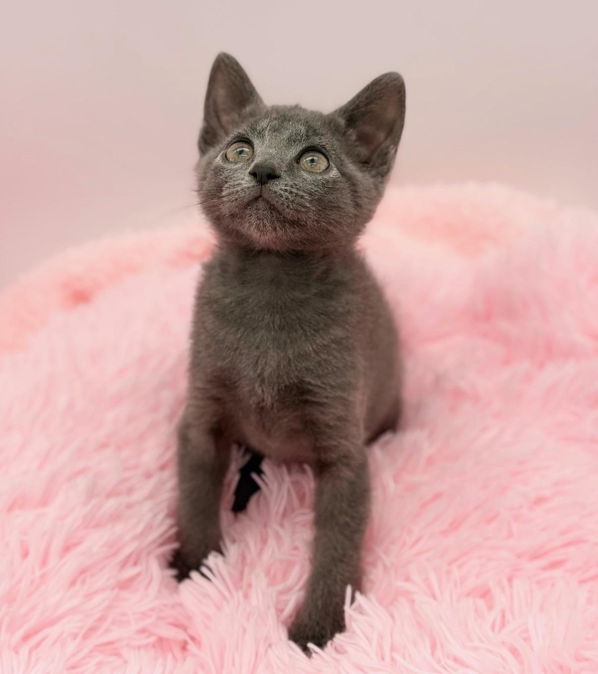 Enlarge Yoshi, a Adoptable Russian Blue in Covington, LA image 6/6