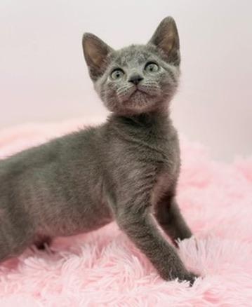Enlarge Yoshi, a Adoptable Russian Blue in Covington, LA image 2/6