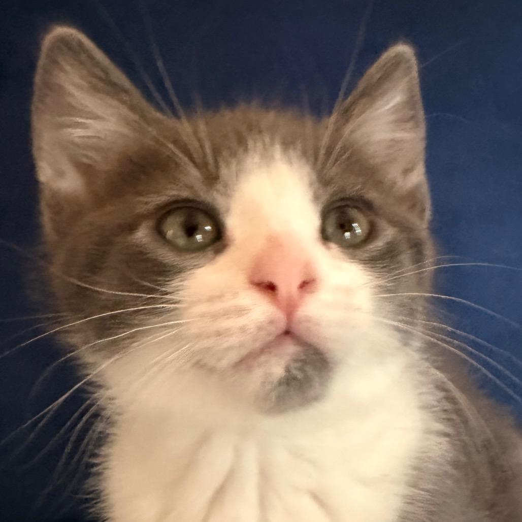 Amber Allen-CA, Adoptable, Kitten Female Domestic Short Hair.
