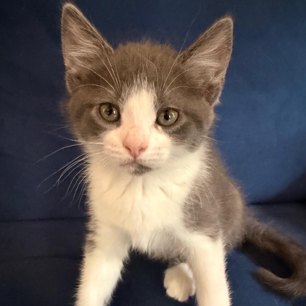 Amber Allen-CA, a Adoptable Domestic Short Hair in Tallahassee, FL image 2/4