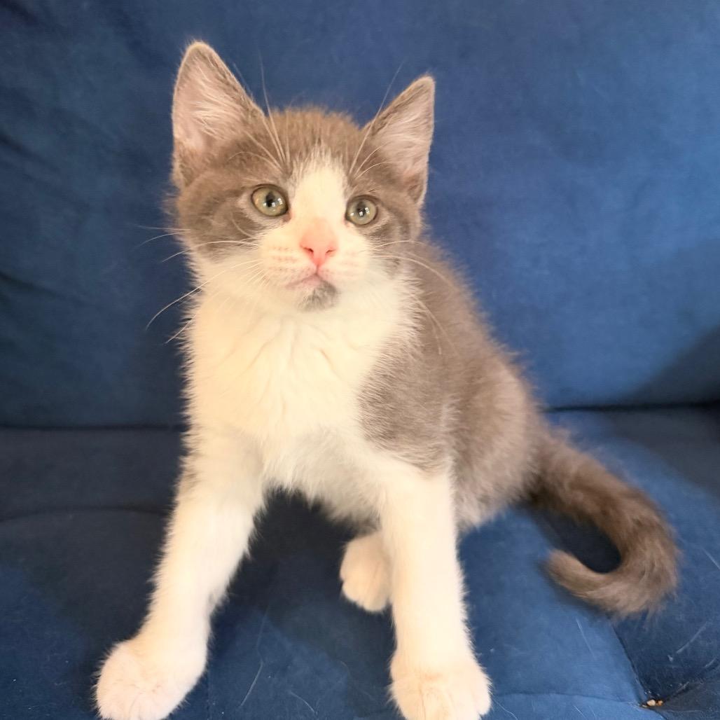 Amber Allen-CA, a Adoptable Domestic Short Hair in Tallahassee, FL image 4/4