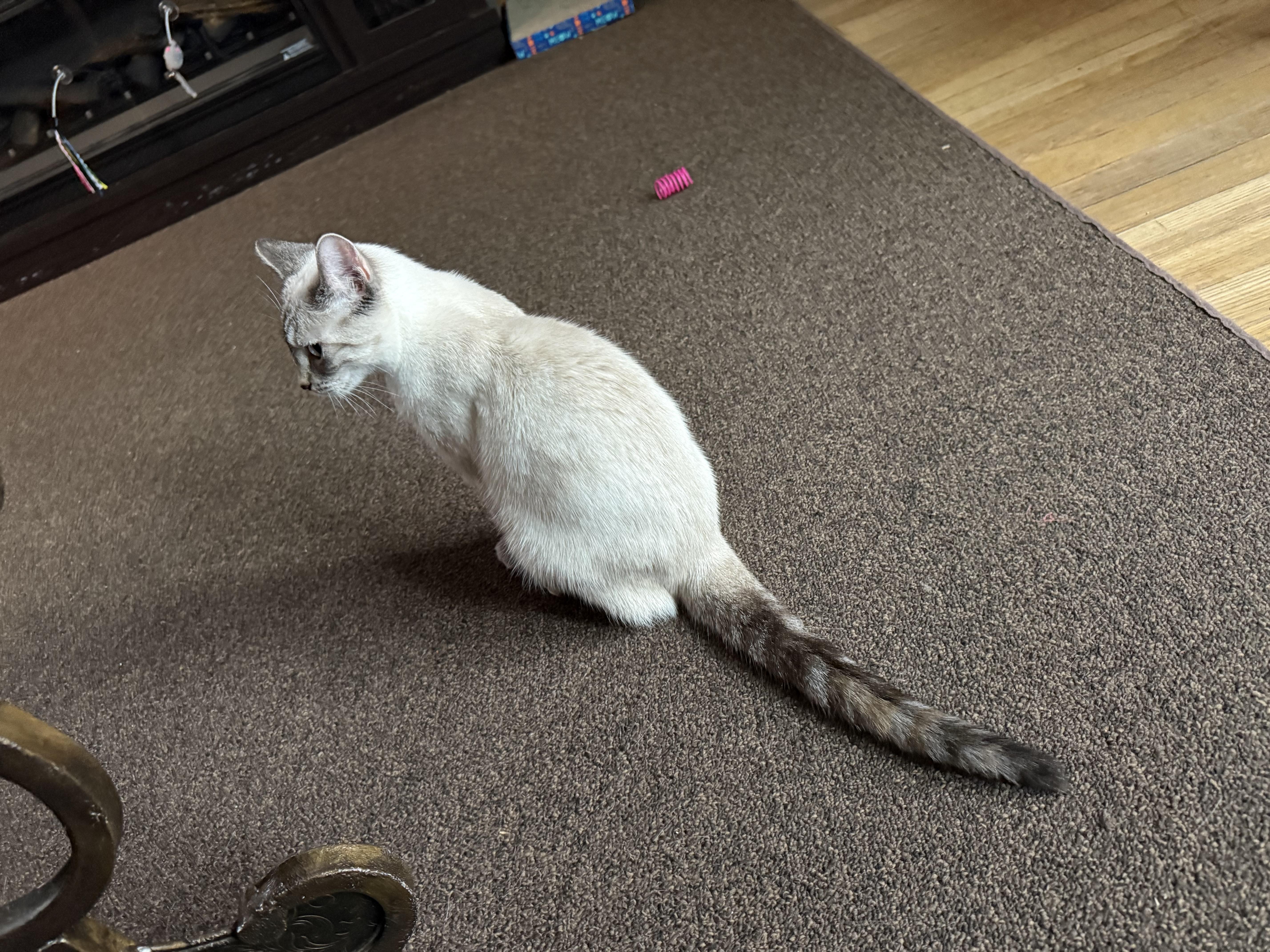 Enlarge Panther and Jojo, a Adoptable Domestic Short Hair in Atwater, OH image 2/4