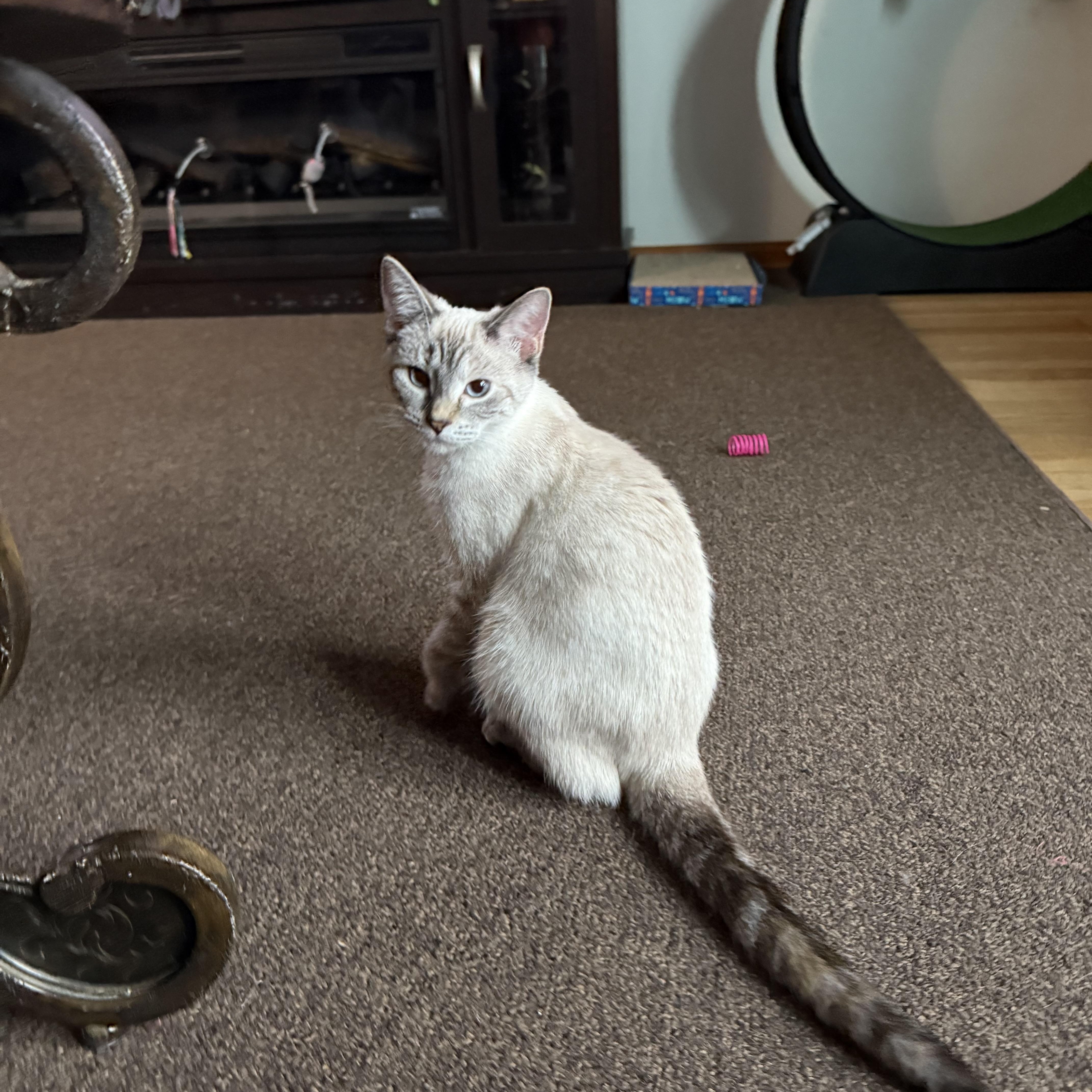 Enlarge Panther and Jojo, a Adoptable Domestic Short Hair in Atwater, OH image 4/4